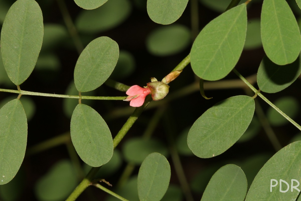 Indigofera tinctoria L.